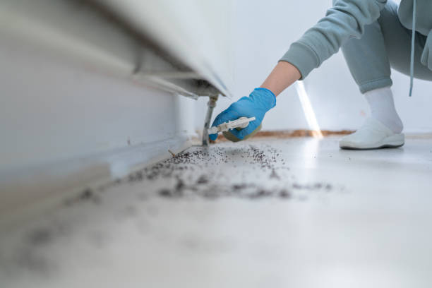 Best Flea Control Services  in Mount Ephraim, NJ